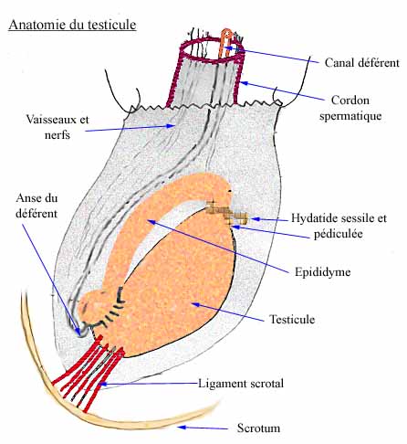 anatomie_du_testicule