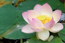 fleur sacrÈe de lotus