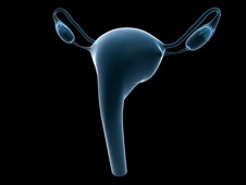weiblicher uterus