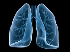menschliche lunge mit bronchien